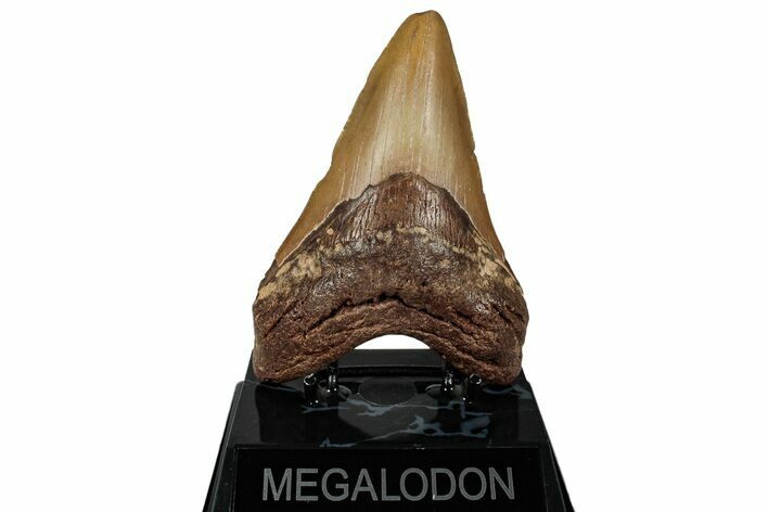 Fossil Megalodon Tooth - North Carolina #257747